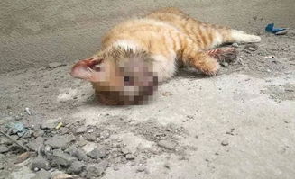 陕西西安 小区内连续3只橘猫死亡 或是被领养者虐待致死