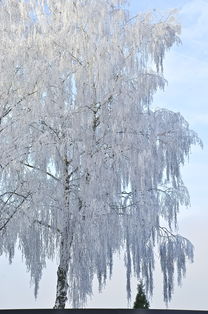 雪落无声，冬意绵长，冬天的雪作文300字三年级