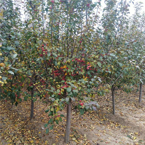 冬红果海棠的养殖方法和注意事项,冬红果海棠树施肥方法？