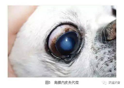 犬角膜炎 白内障 视网膜退化症 脂质角膜病 老年犬眼病 必看知识点