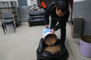 捡烟头成香饽饽工作一公斤可换两升食用油 活动十天收获21公斤