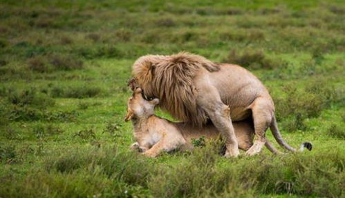 雄狮趴在草地上晒太阳,母狮子直接坐它身上,下一幕举动不忍直视
