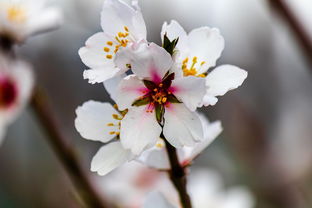 清客所指之花，探寻花中隐士——解析清客与花的深层次渊源，清客是什么花