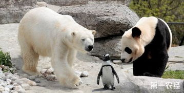北极熊为什么不吃企鹅 北极熊不吃企鹅 为什么北极熊不吃企鹅