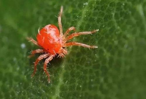 小的红蜘蛛有毒吗 