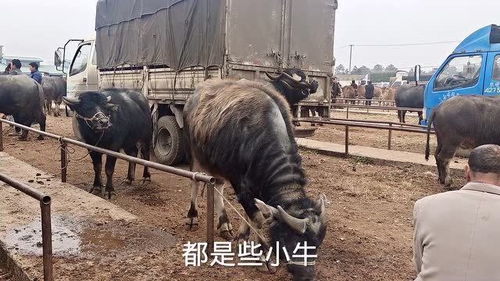 云南农村集市摩拉牛比土牛价高得多,品种牛肉质比土牛肉质好吗 