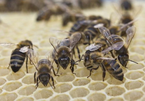 蜜蜂分蜂,千千万万的蜜蜂来回飞行,为什么不会发生碰撞