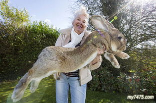 世界上最大的兔子 体长1.32米 体重22公斤 