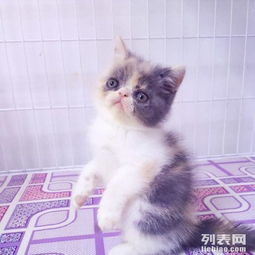 三花小母2只 喜欢的联系 2个月大 哈尔滨宠物猫 哈尔滨列表网 