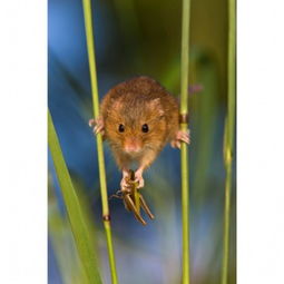 可爱巢鼠的秘密生活 幼仔利用尾巴倒挂金钩 