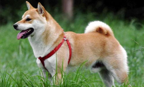勇猛忠诚的秋田犬,为什么会被禁养 和柴犬的区分方式