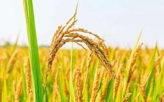 超级杂交水稻亩产破世界纪录 