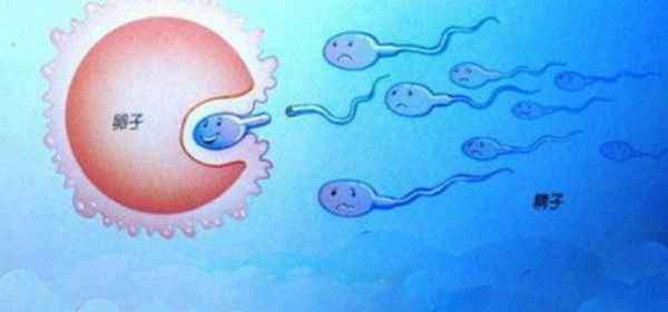 为什么取出的卵子不能全部配成胚胎呢
