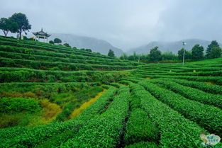 中国面积最大的茶园,连片茶园面积8万余亩,茶室的茶游客免费喝