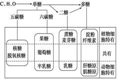 脂肪能量比糖类高是因为H，O含量大吗？