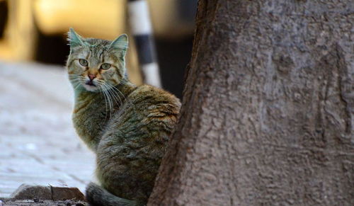 保加利亚绿色网红猫后续报道 在动物救援中心的帮助下已恢复正常