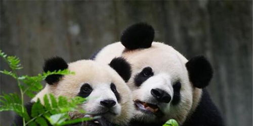 中国大熊猫保护研究中心举办 熊猫人 的美好生活 摄影