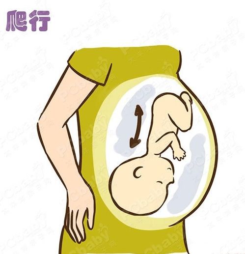 孕晚期,夜间频繁感觉到胎动,小家伙不睡觉吗