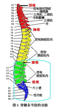 发现脊髓栓系,应该怎么办