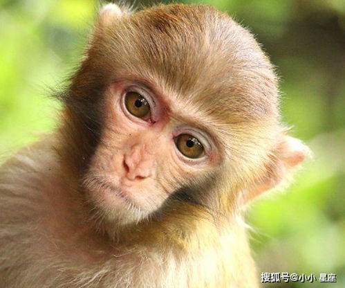 属猴人注意了 68年猴人出生在这3个月,命带大吉 十猴九顺