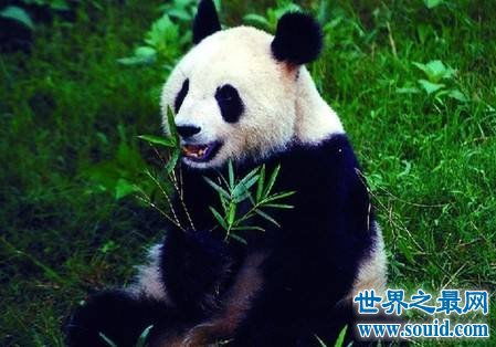 全世界的宠儿,最可爱的动物大熊猫的资料曝光 2 