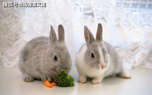 兔子出现口炎的情况,兔子用碗喝水会得口炎吗