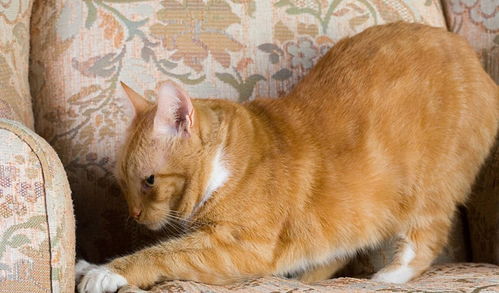 猫猫天性爱磨爪,还特别喜欢抓沙发,这得怪它们狩猎的本能