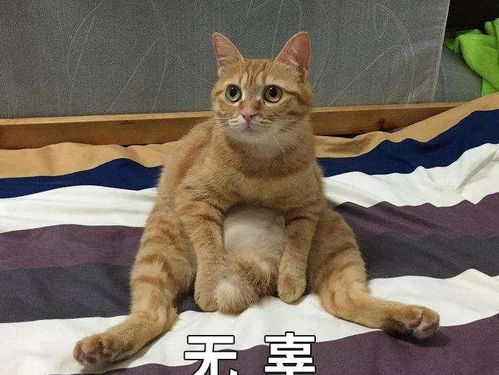 猫总在床上尿是为什么|萌宠（猫咪上完猫砂爬床不脏吗）