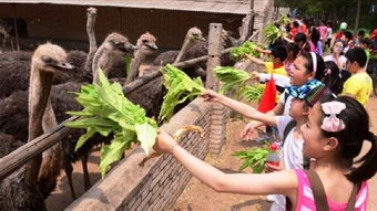 公司组织旅游，是去中牟雁鸣湖还是金鹭鸵鸟游乐园好玩？