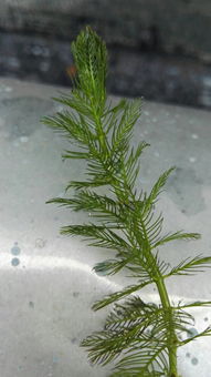 这是什么藻类 不是金鱼藻,外形跟狐尾藻几乎一样,但是它沉在水里,颜色更绿,狐尾藻头上部份露出水面 