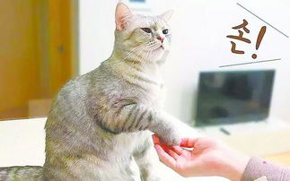怎样教猫咪学握手