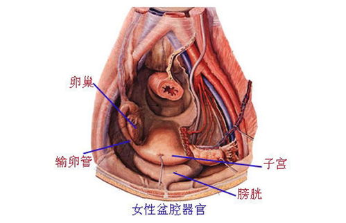 盆腔积液影响怀孕吗，有盆腔积液会影响女性怀孕吗