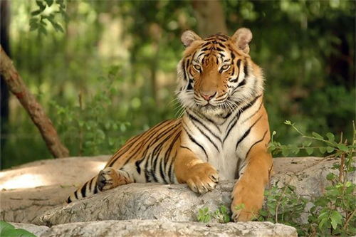 属虎 生肖虎 属虎的今年多大 属虎的属相婚配表 属虎的几月出生最好 属虎的和什么属相最配 十二生肖 