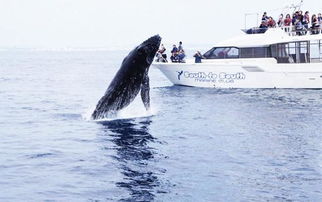 日本恢复商业捕鲸了 但还有人吃鲸肉吗