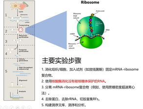 核糖体结合位点,核糖体p位点是密码子结合位点吗