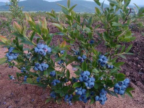 鹿沼土是什么土鹿沼土是酸性还是碱性,夏天蓝莓的移栽方法