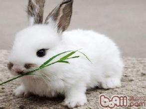 兔子一天的是粮食多少