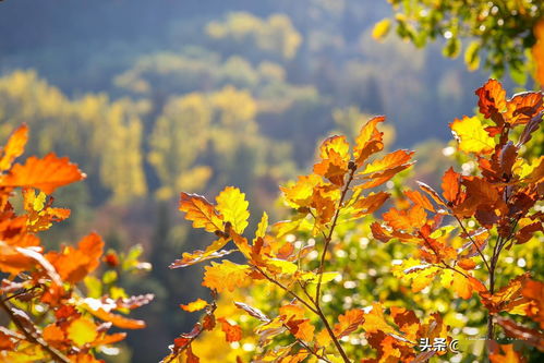 怎么把秋天拍美,这7个摄影技巧,拍秋天树叶和风景都能用