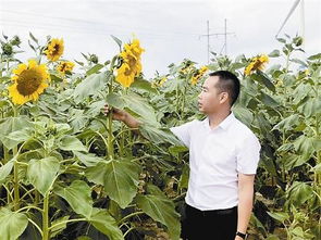 戈壁滩上 向阳花 