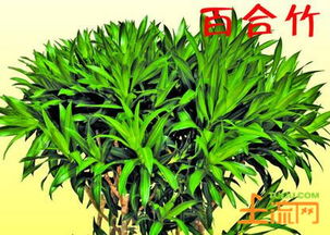 金边百合竹的养殖方法和注意事项,金边百合竹寓意？