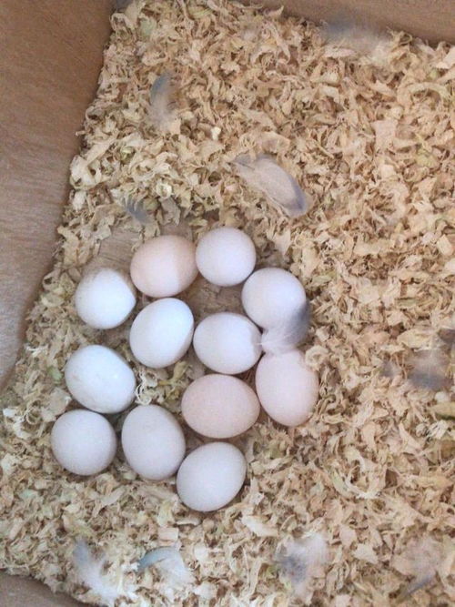 繁殖鸟如何分辨 白蛋 教你正确的验蛋方法
