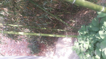 竹子怎么修剪能长出粗笋？