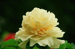 白牡丹花是名贵品种吗？