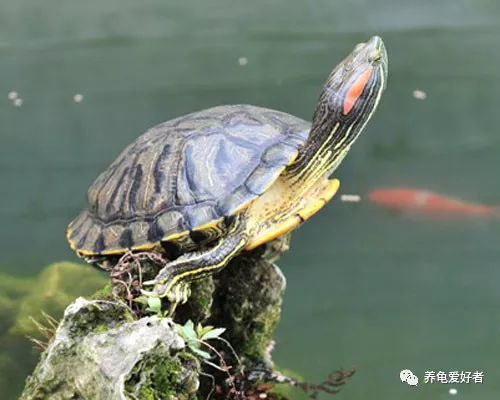 巴西龟的寿命 巴西龟的寿命到底是怎么样的呢