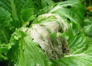 大白菜细菌性软腐病症状和防治,防止白菜腐烂有什么药