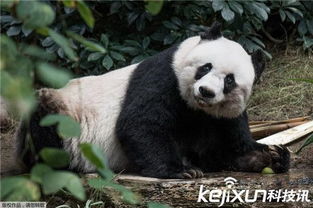 全球最长寿大熊猫安乐死 终年38岁