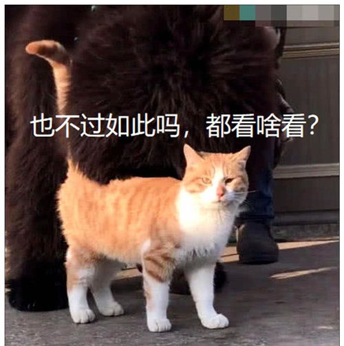 正围观藏獒,一只橘猫突然走过,下一秒大家全笑喷