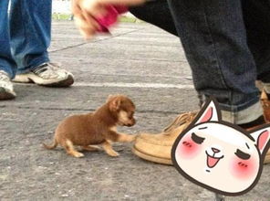 一位网友走在路上迎面走来一只小小狗,被它壁咚