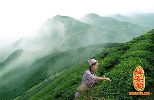 梦见别人送茶叶