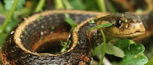 蛇为什么要在冬天的时候冬眠,冬眠的蛇会被其他动物吃掉吗